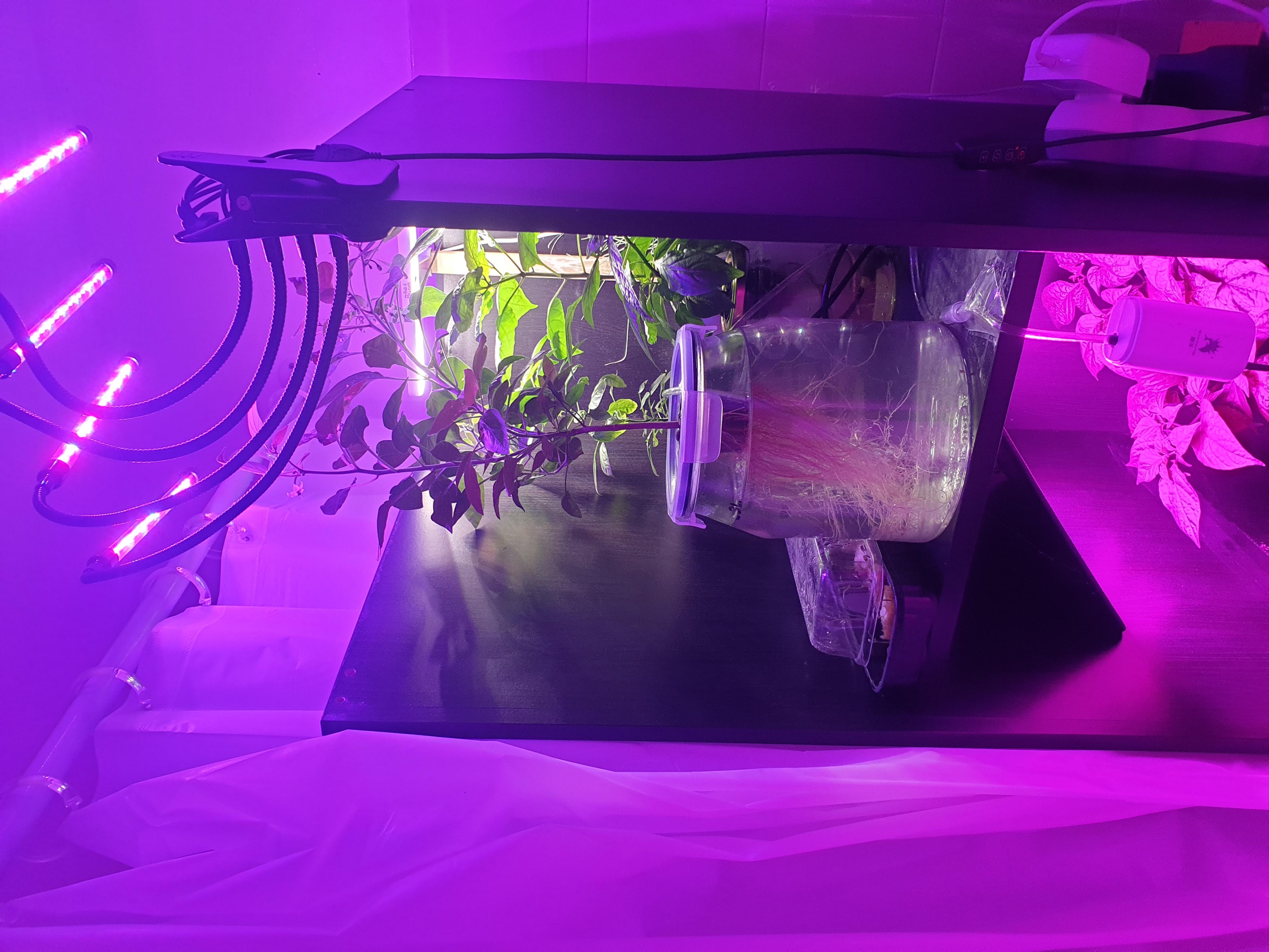 Hydroponic Culture of the Spiciest Chili Peppers